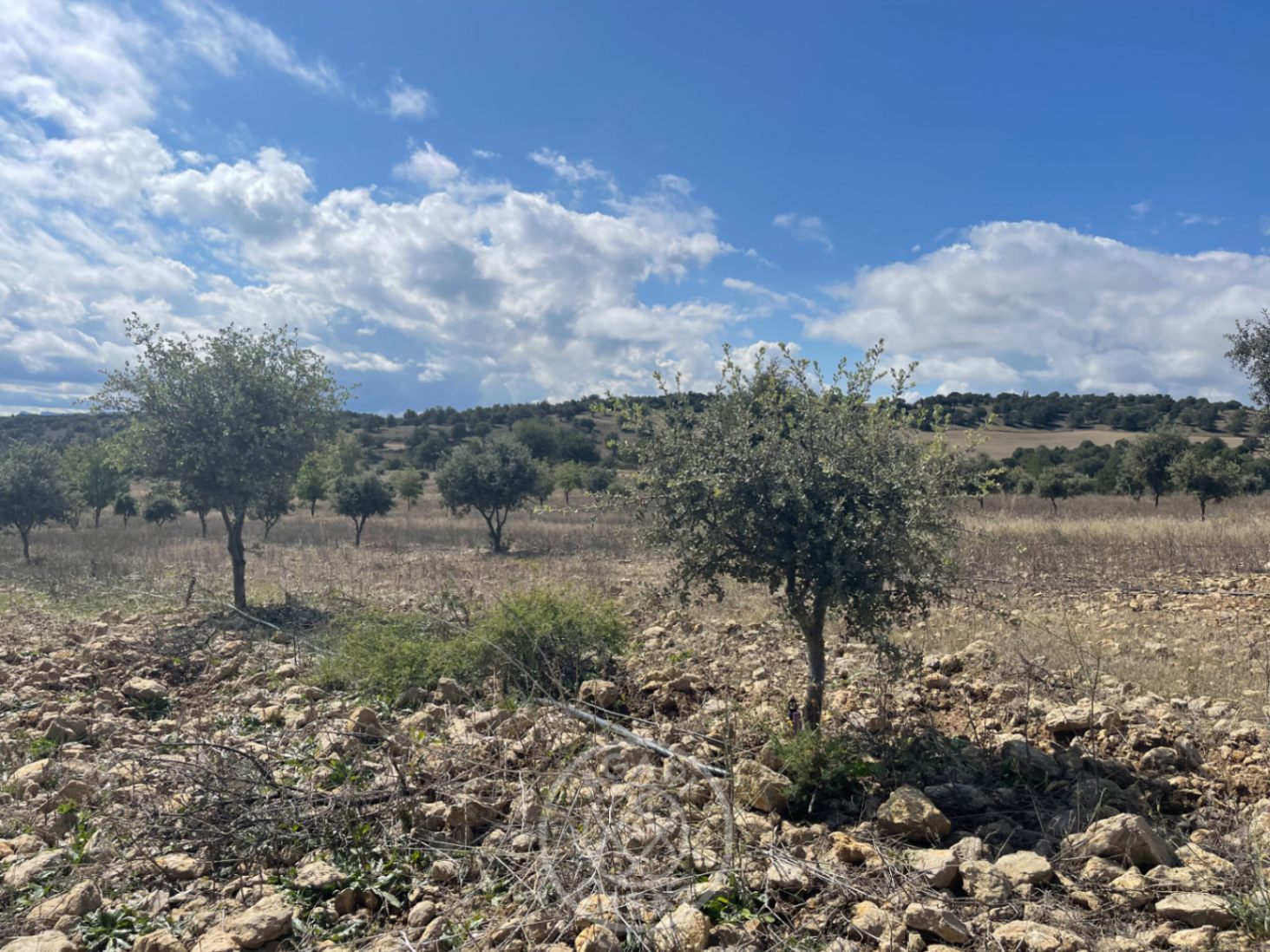 Exclusiva Finca de Lujo con Producción de Trufa en Aragón