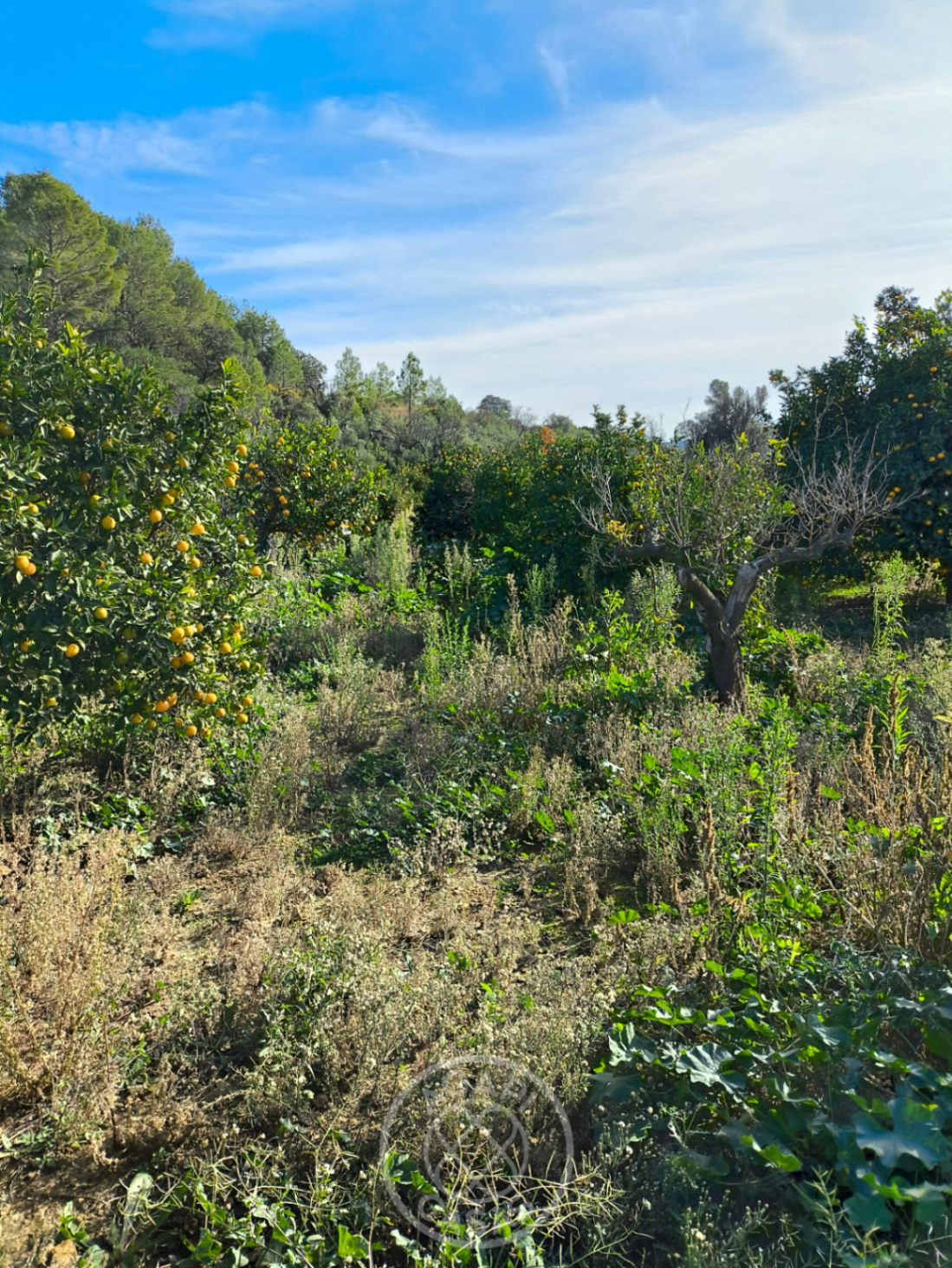 Parcela rústica agrícola en un entorno natural en Parcent