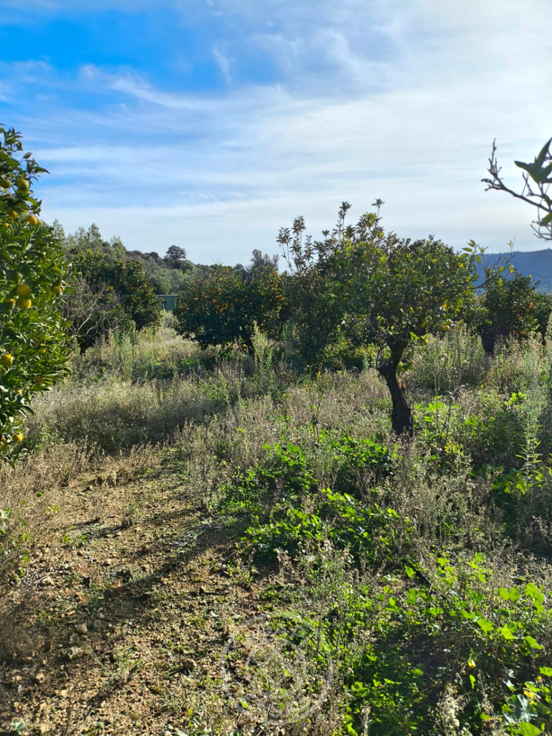 Parcela rústica agrícola en un entorno natural en Parcent