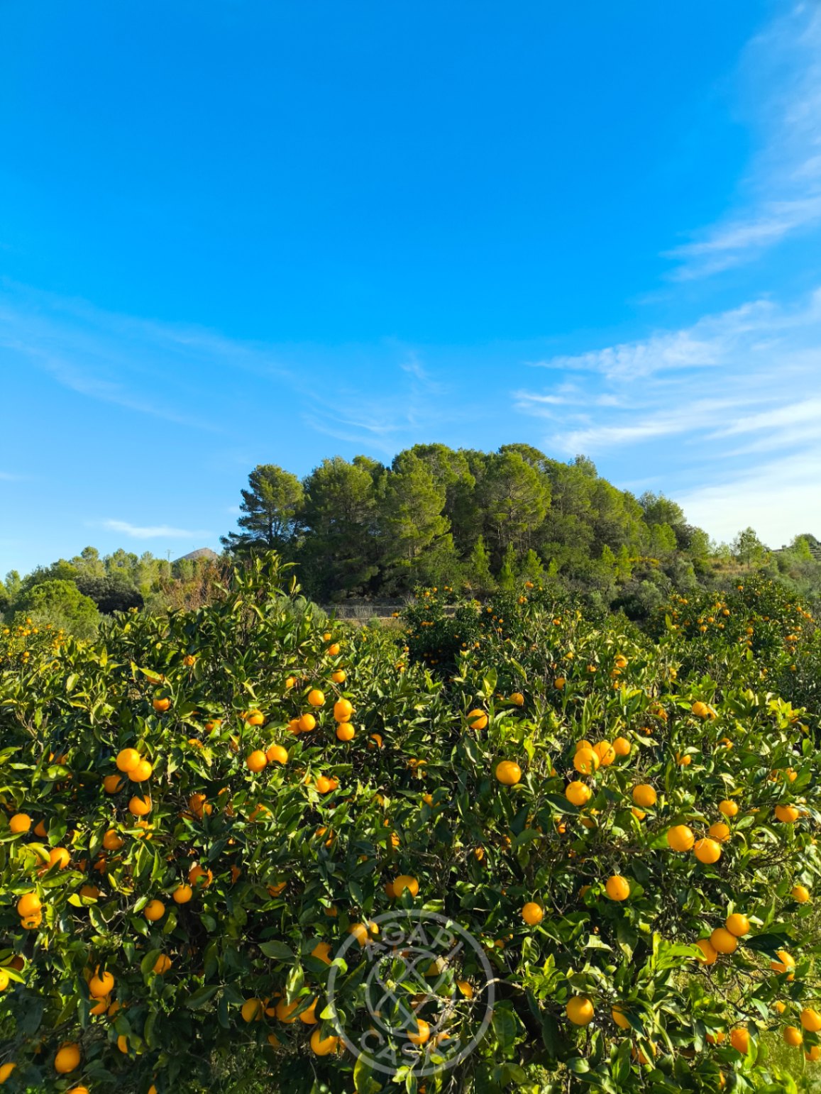 Parcela rústica agrícola en un entorno natural en Parcent