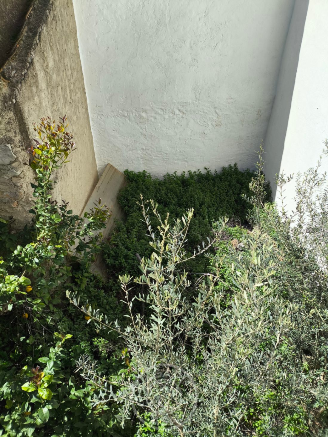Renovierungschance Benigembla